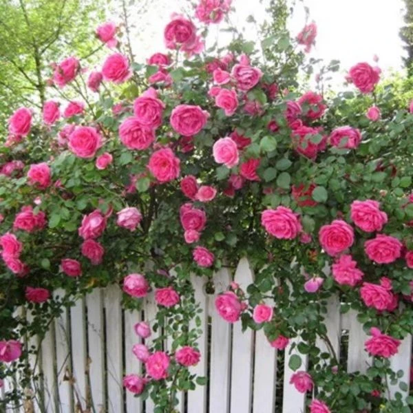 直播专用绿化苗木榆叶梅庭院大花月季等