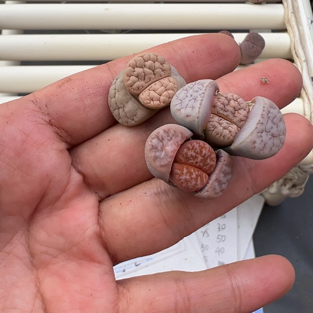 12.17好看的多肉脱土发货318