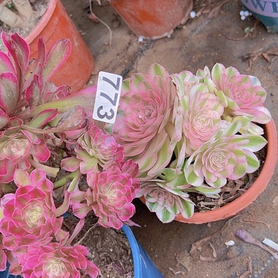 沫****多肉植物两个法师
