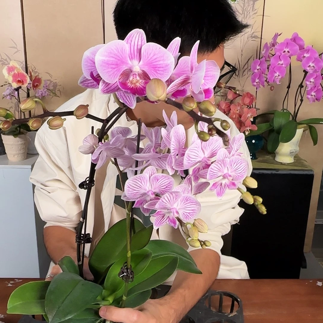 大部分花苞少量开放量拍/随机两颗组合