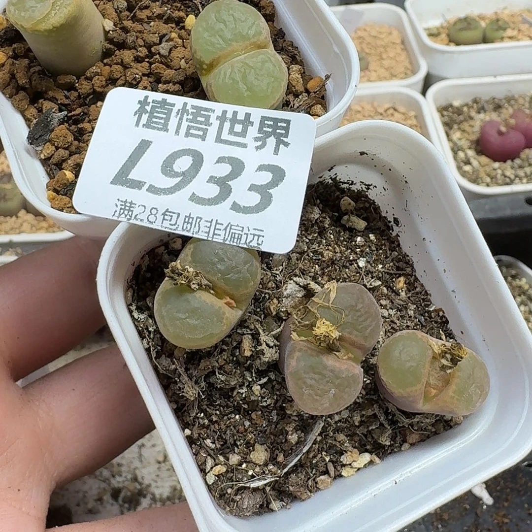多肉植物多肉植物