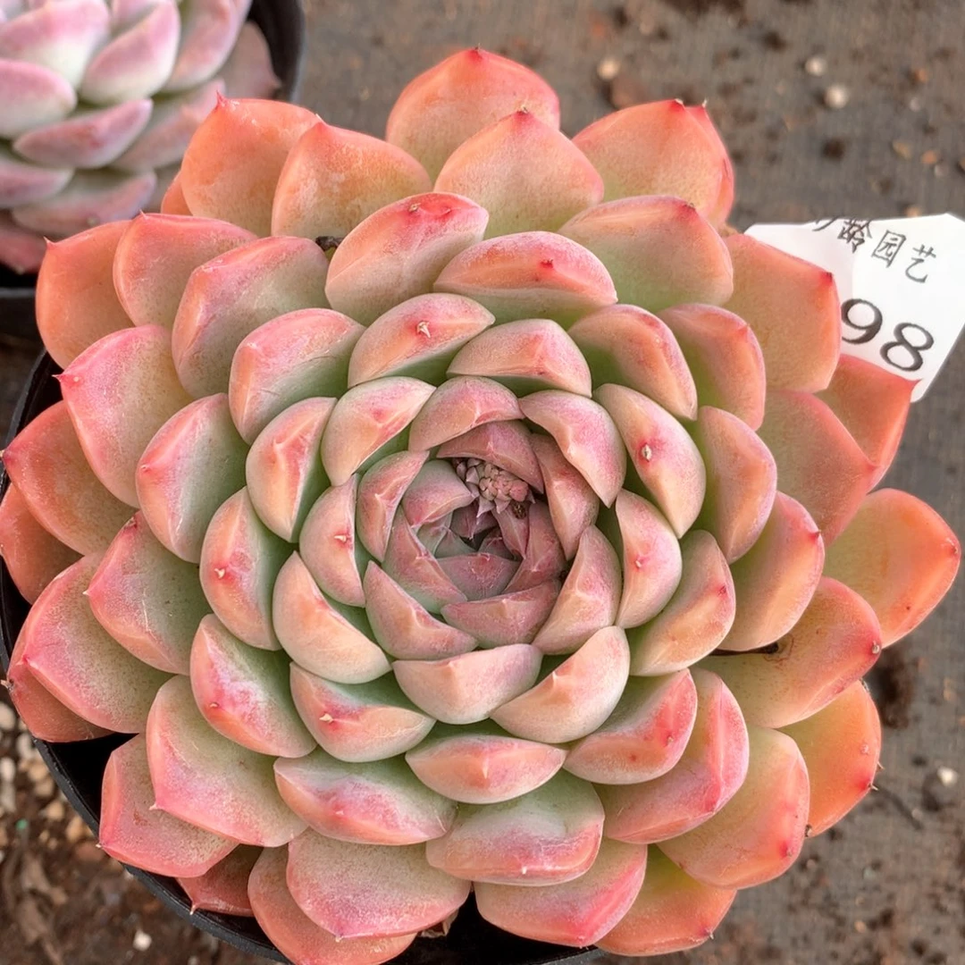 3398杂交多肉植物