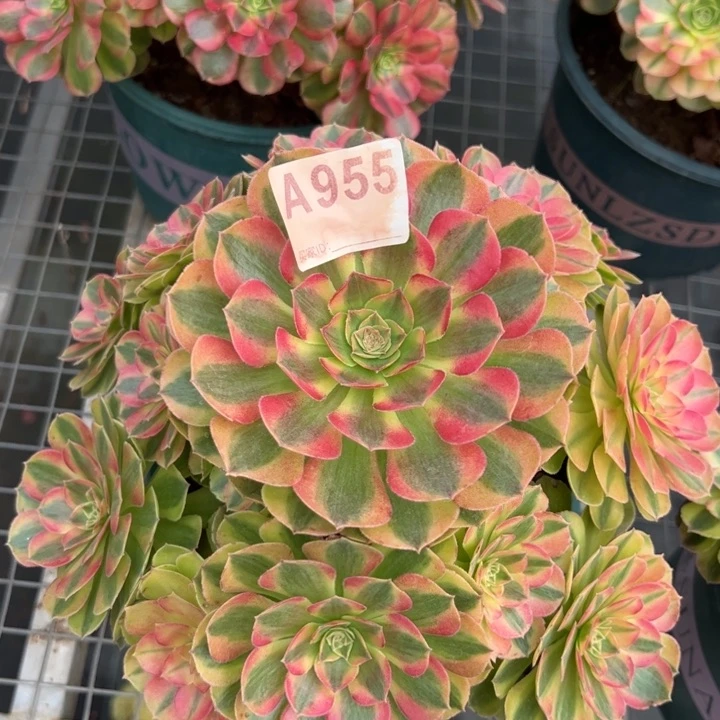 955雨荷23厘米左右