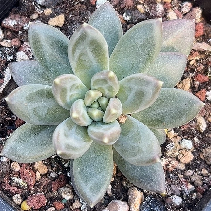 美人特价一物一拍