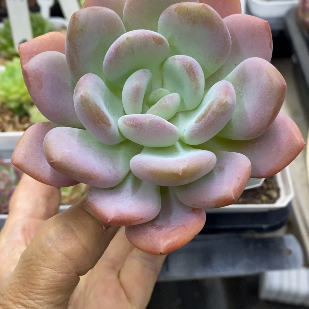 精品多肉一物一拍不包整189