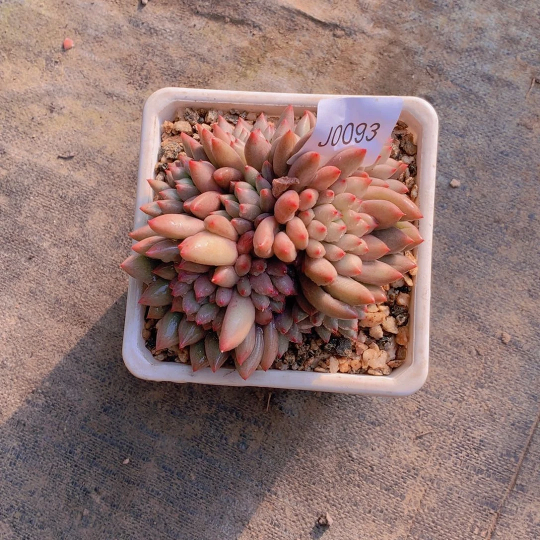 闪购多肉1棵j0093