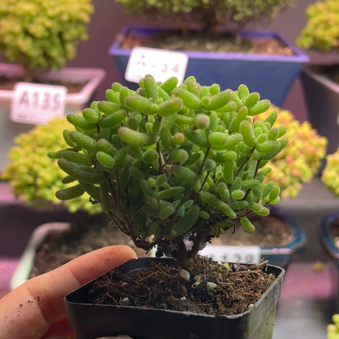 30蜜桔糖球优选枝干番杏