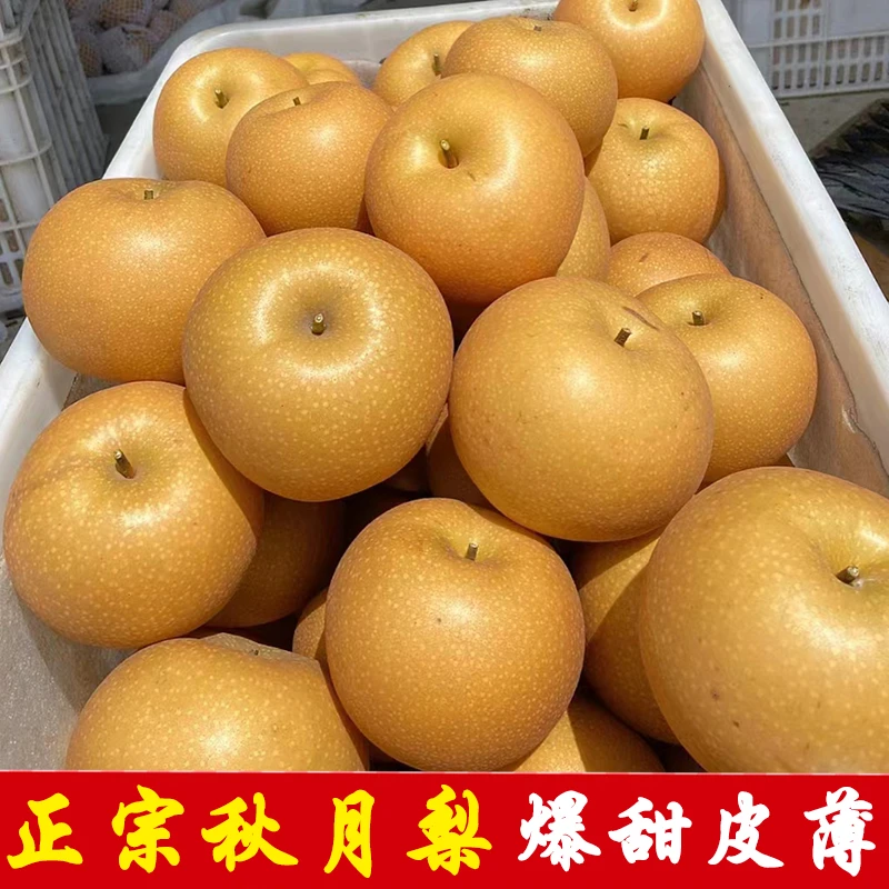 正宗山东秋月梨新鲜10梨子礼盒莱阳水果应当季整箱现摘现发包邮