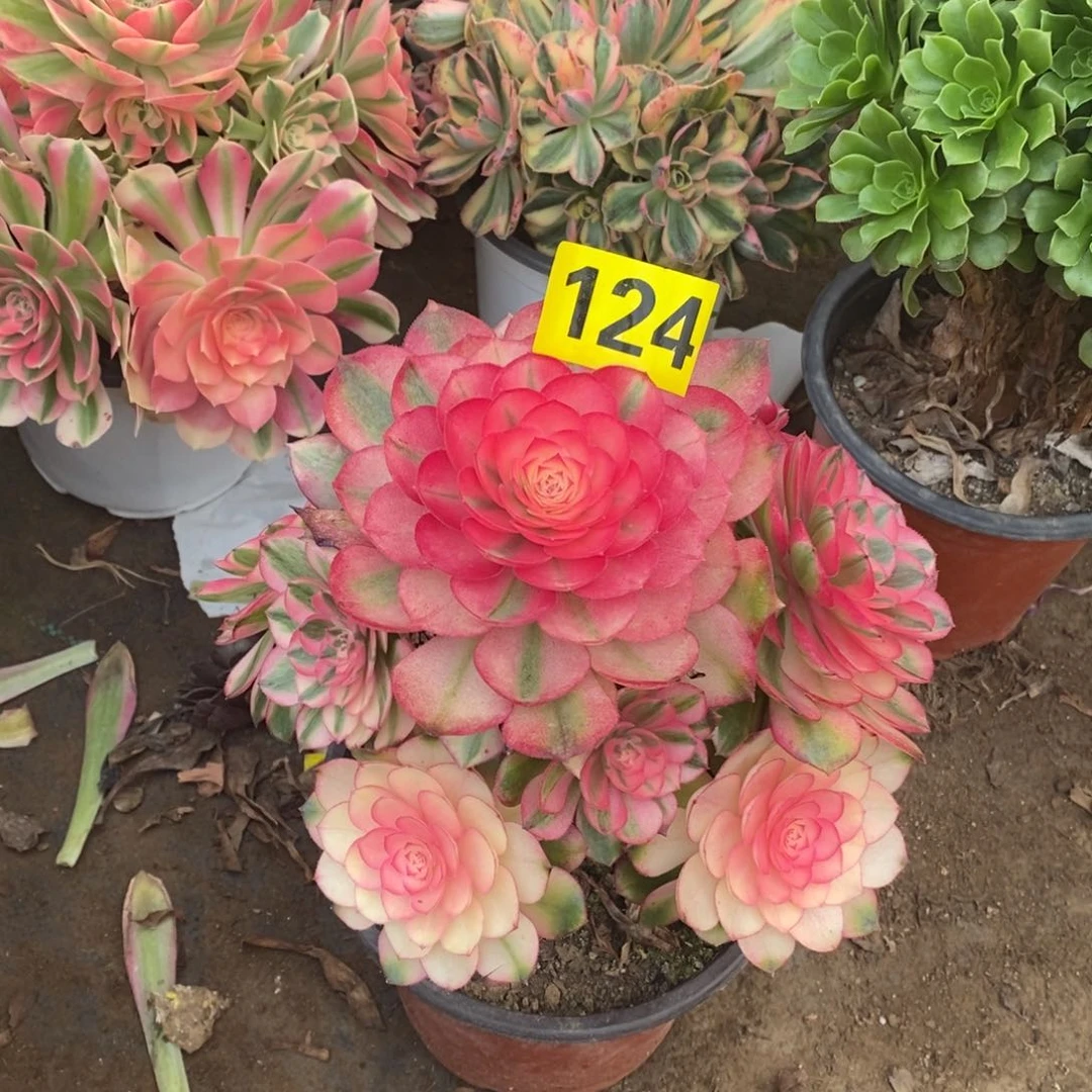 荔枝多肉法师124