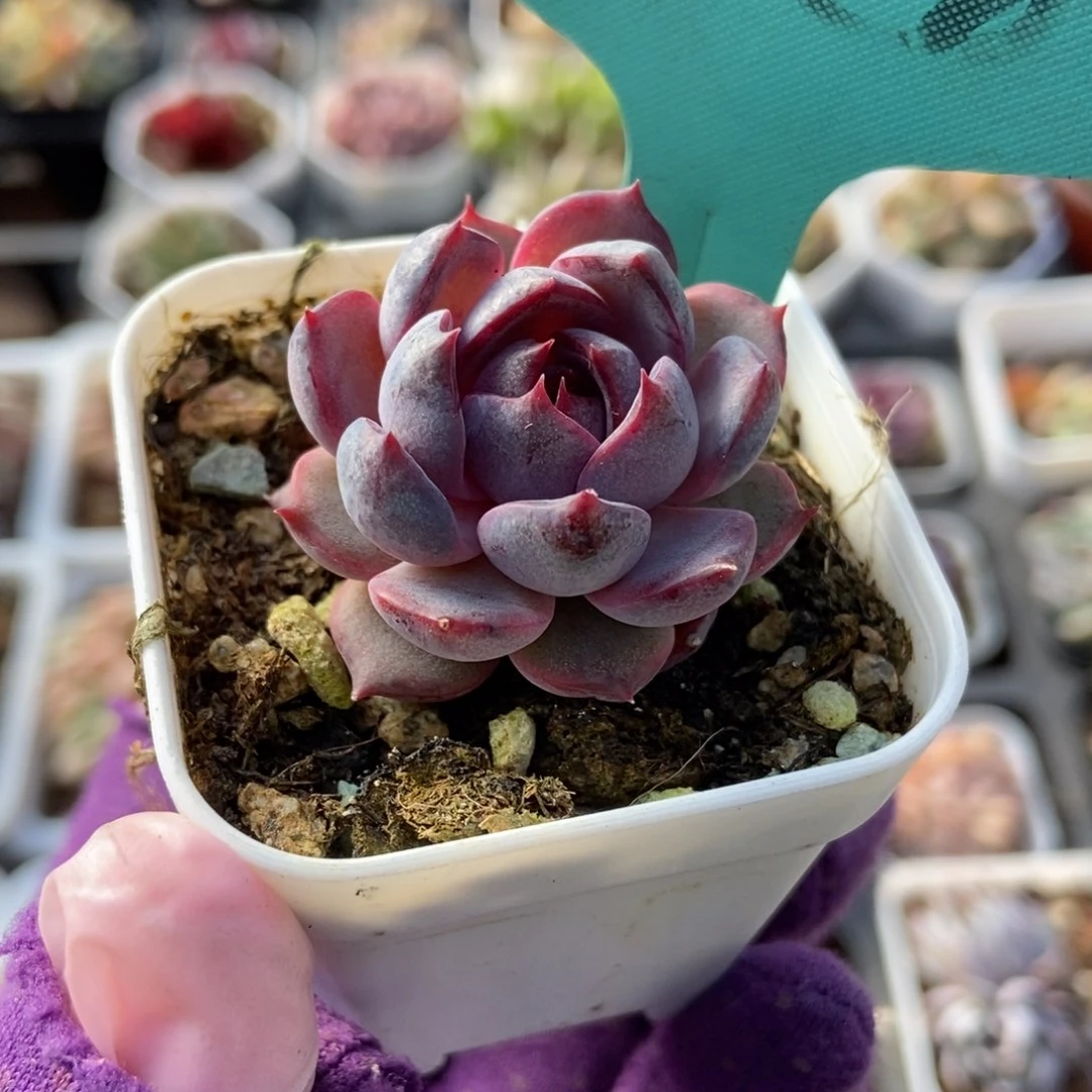 7228蓝莓多肉植物保护