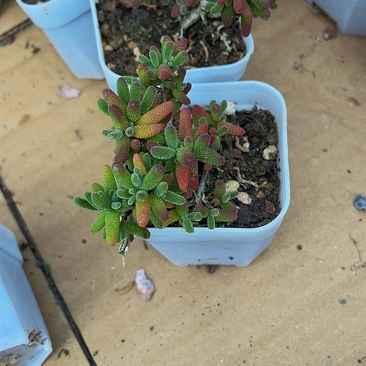 彩色糖球3.8带盆