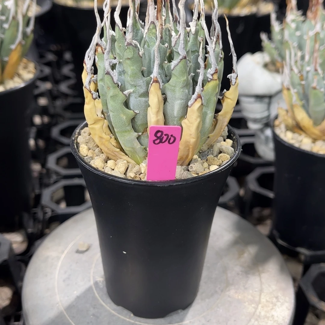 陈***司一哈哈哈哈哈哈哈哈哈哈哈姐姐