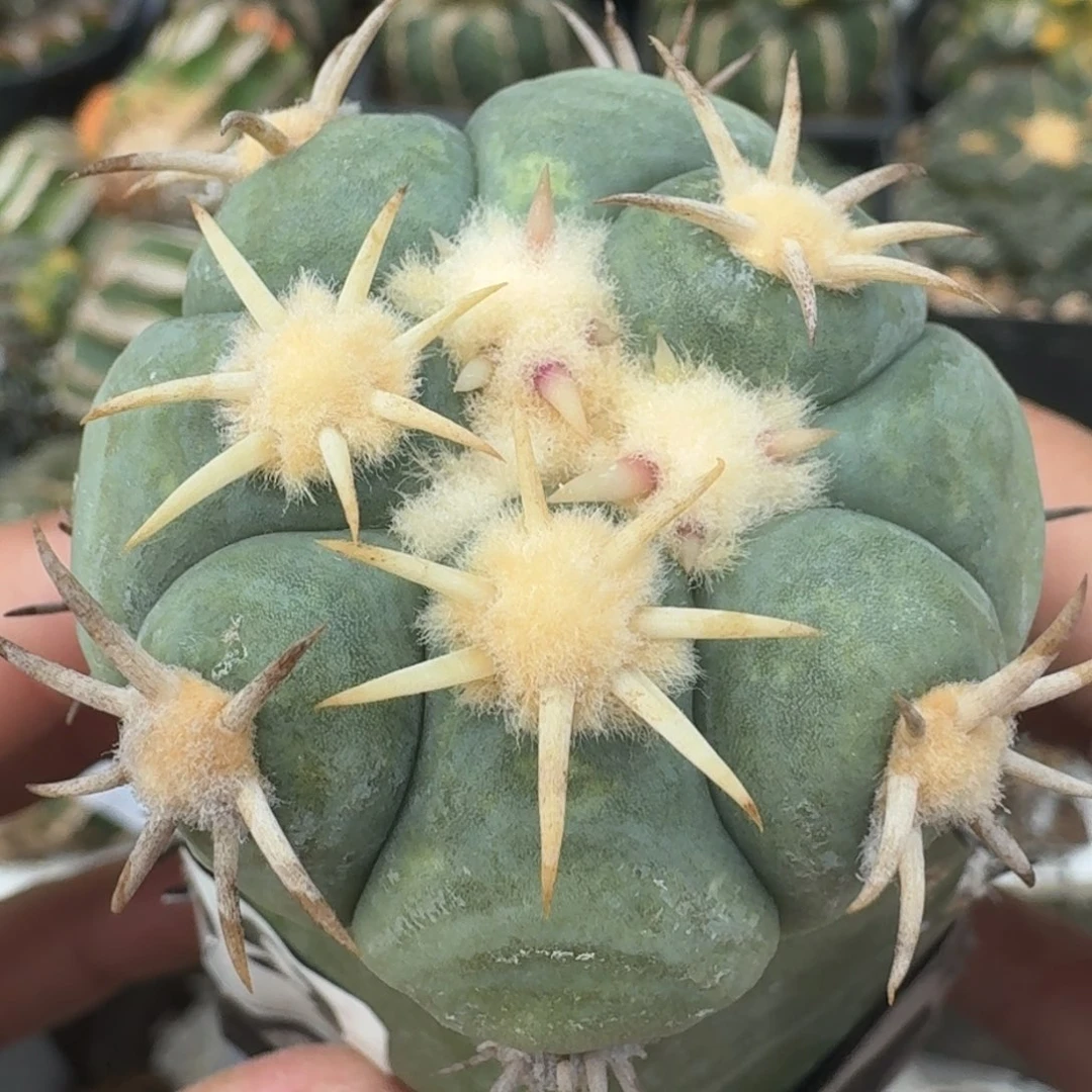 【闪购商品】苗接白刺翠屏 909