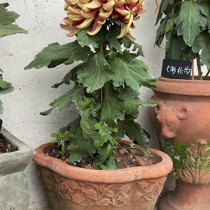 许纯的花房 椭圆大号钩花