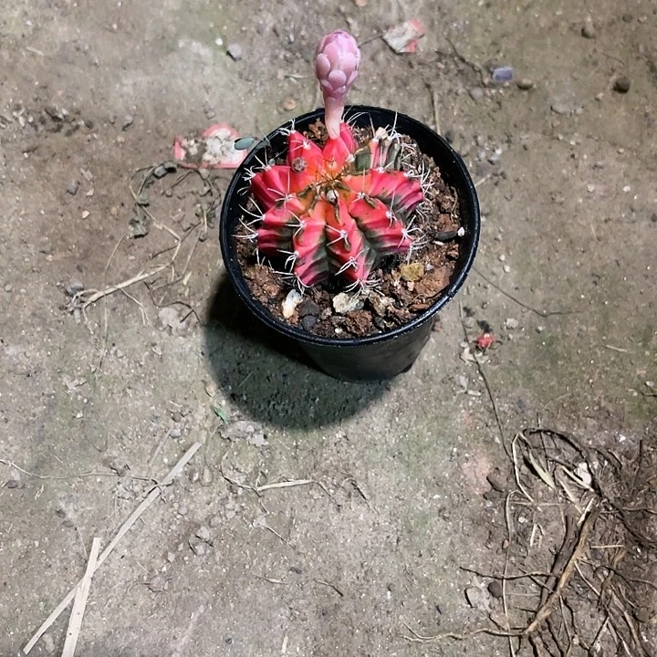 仙人球好好看好漂亮15