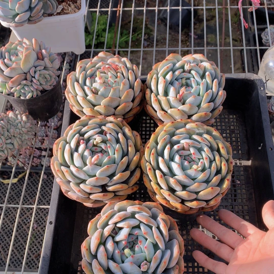 单头五个带盆发货啦