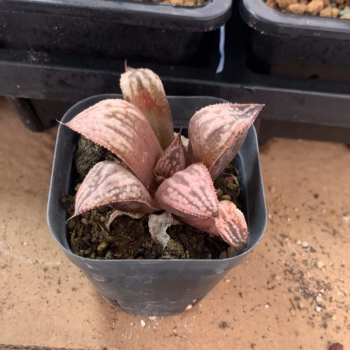 皮*皇妃一物一拍带盆