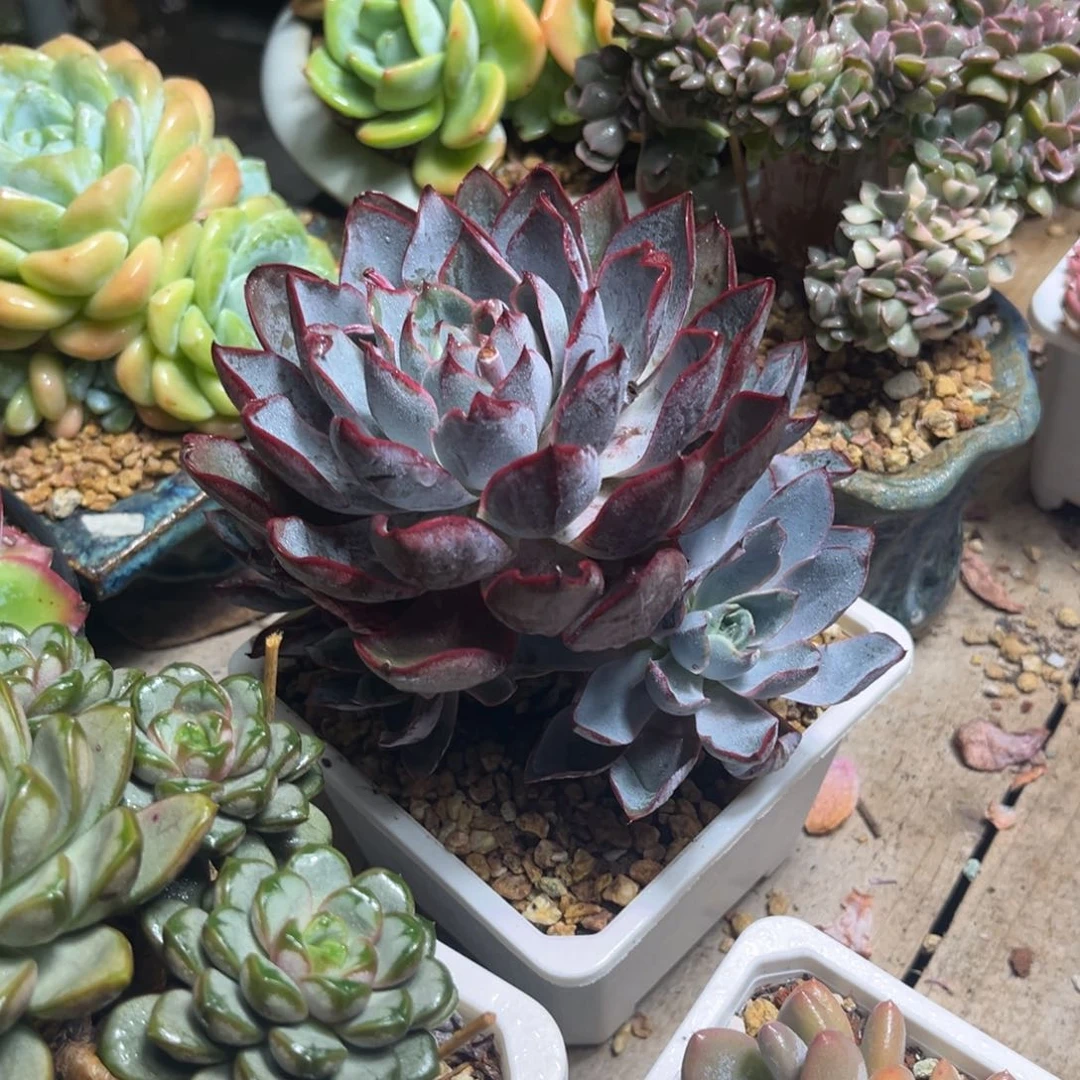 赫拉多肉植物diciji