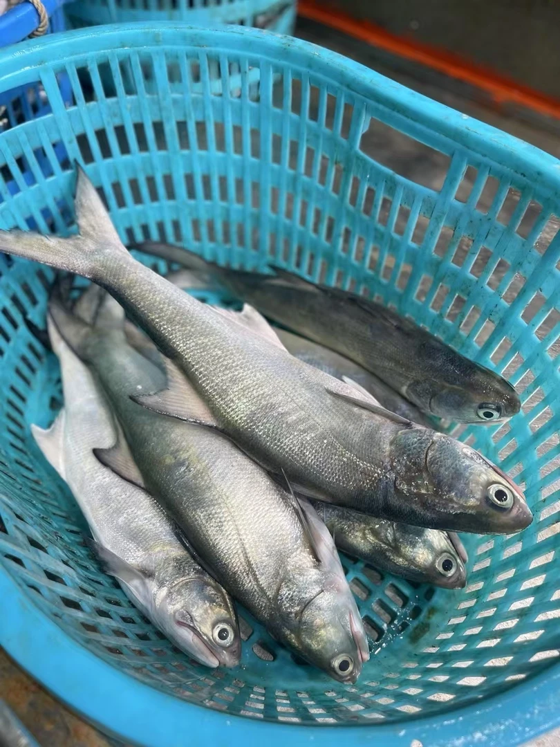 野生深海海钓马友鱼 海钓午鱼