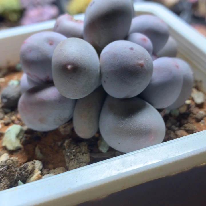 米可奶多肉一物一拍