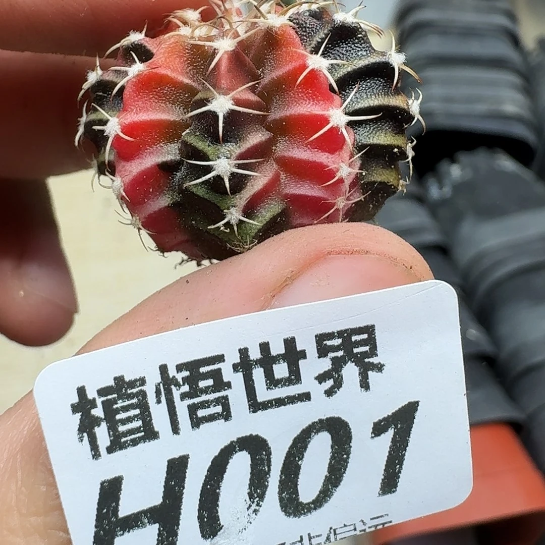 多肉植物的人生ghhj