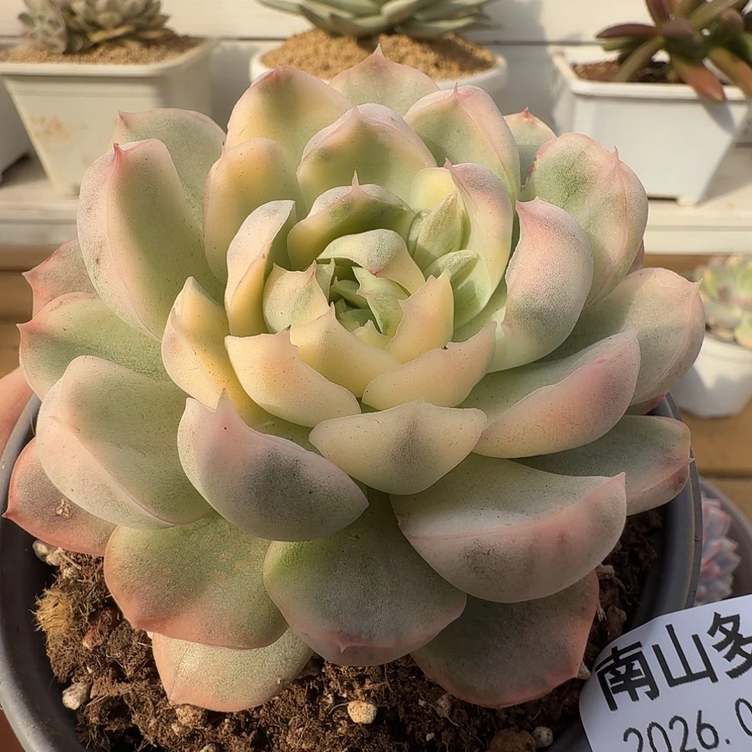 草莓蛋糕锦111102-131