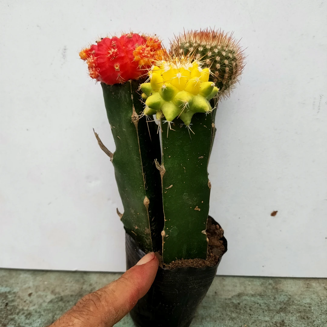 嫁接球组合 满20包邮 发货肯定会掉崽 多肉植物带盆发货星昊多肉