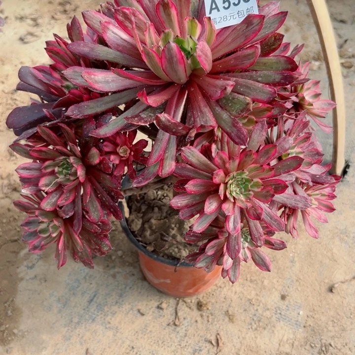 533紫霞多肉植物瑕疵