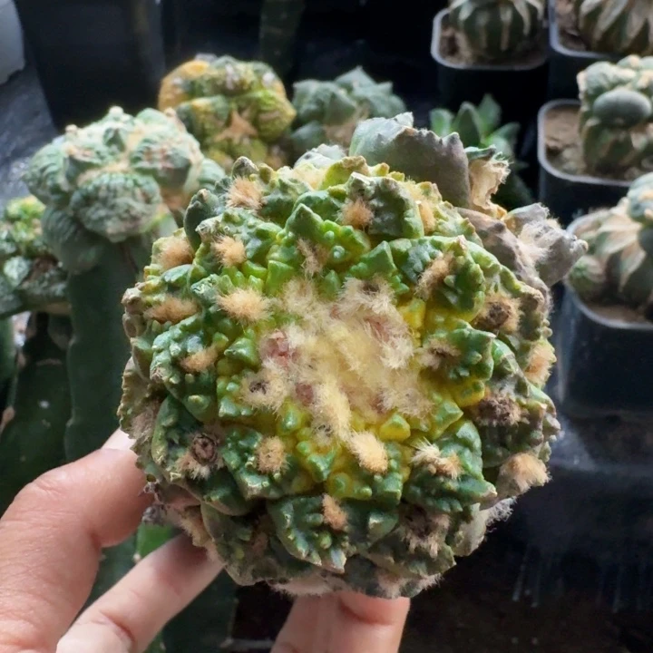 无花朵迷***葵978佛手龟甲锦微瑕疵