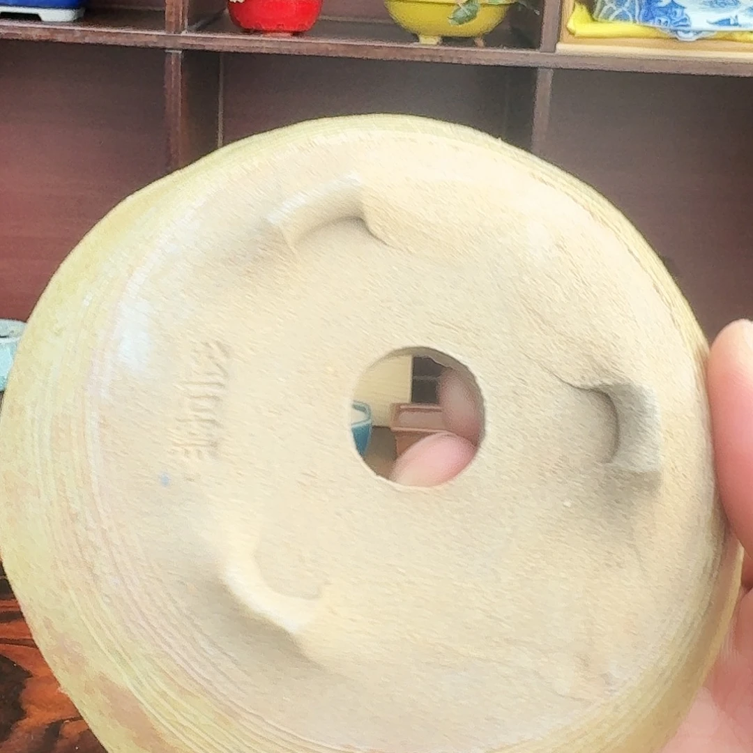 H***星无花朵进口盆栽盆器杜鹃