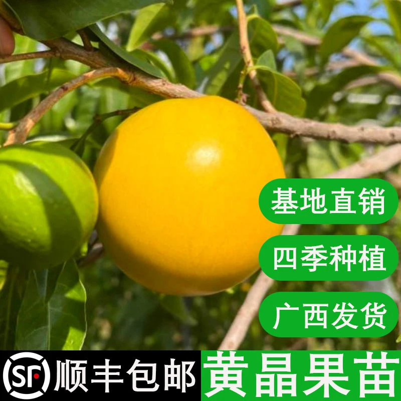 黄晶果树苗冬蜜黄晶果苗黄宝石黄晶果苗嫁接果树苗南方四季盆栽
