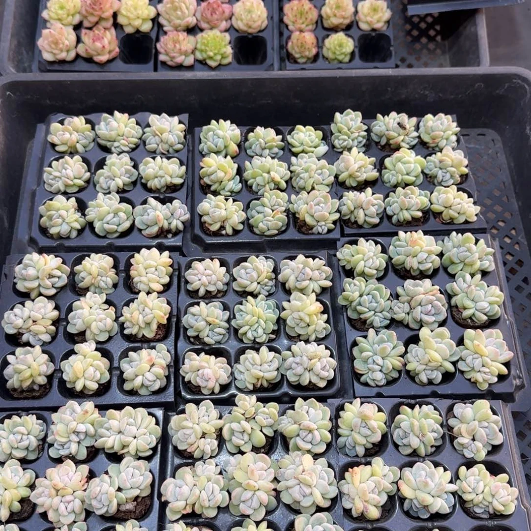 （量拍）冰玉群9颗一组