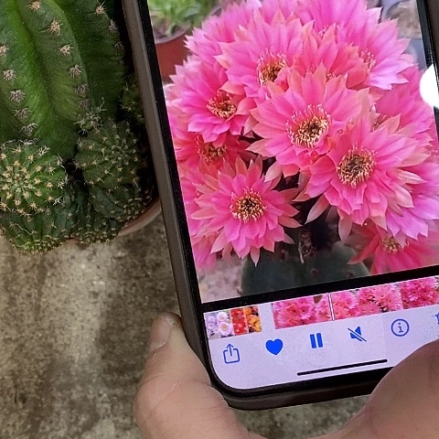 蜜桃仙人球，35789900