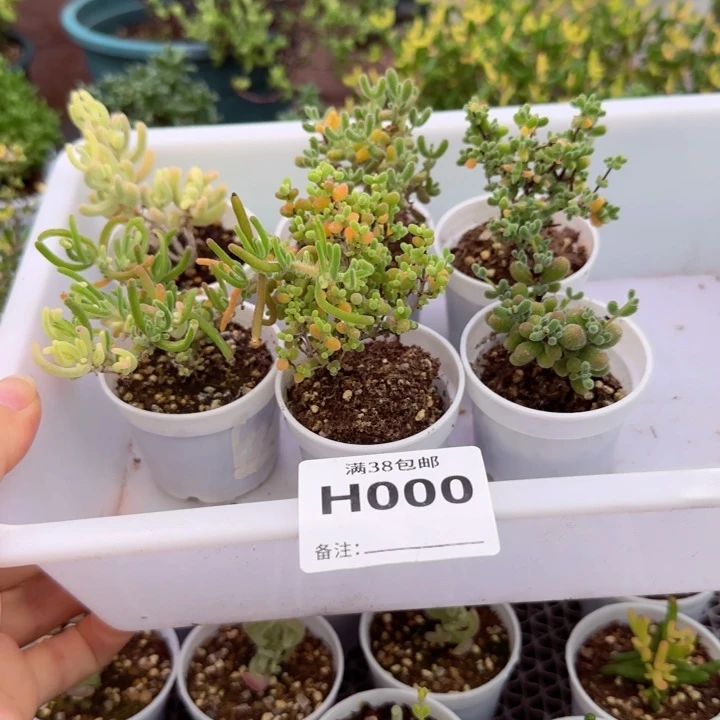 枝干6颗老桩套组包邮