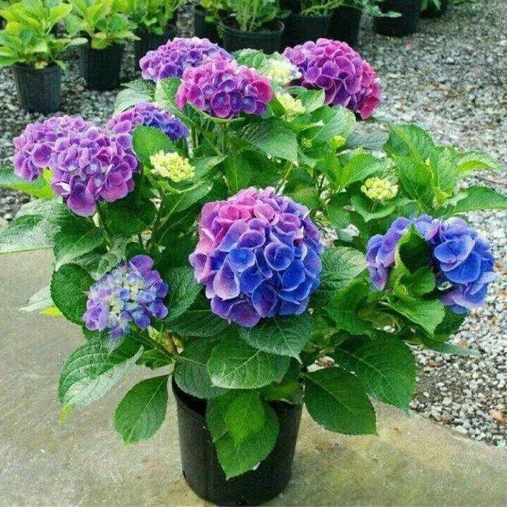 【精选】绣球大花耐寒耐热当年开花无尽夏室内庭院盆栽地栽花卉