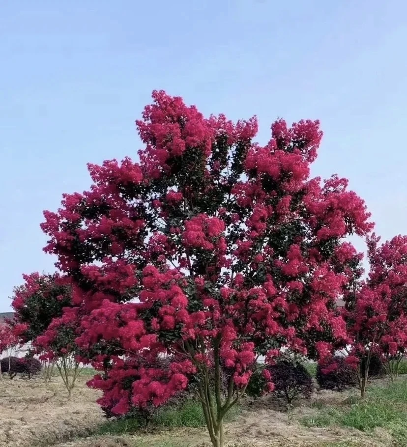 原生紫薇花树系列花期长花量大庭院高端品种基地发货盆栽地栽均可