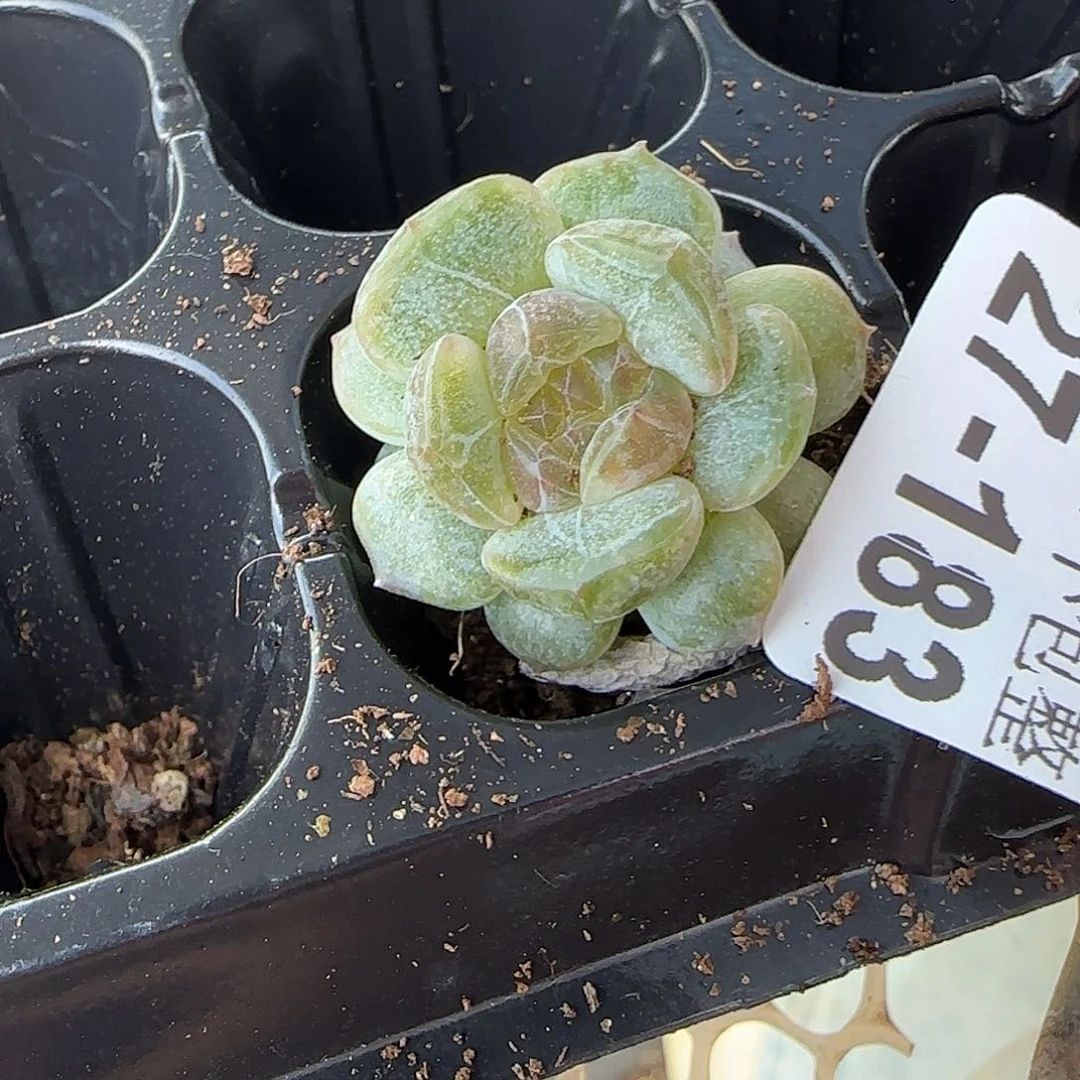 小卡拉米糖心一物一拍27-183