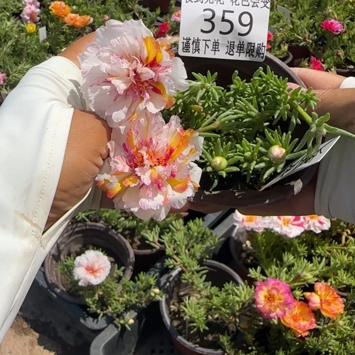 无花朵359超小苗盆口10cm