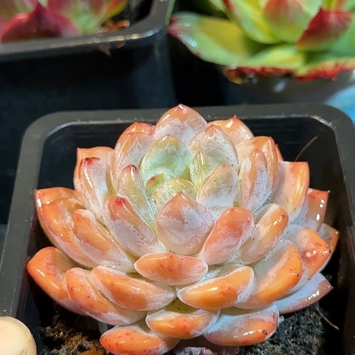 血橙惊鸿一物一拍包装收缩花旱