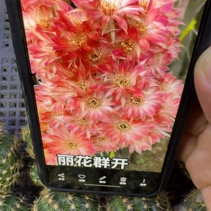 242丽花平面歪3公分左右无根侧牙，20包邮