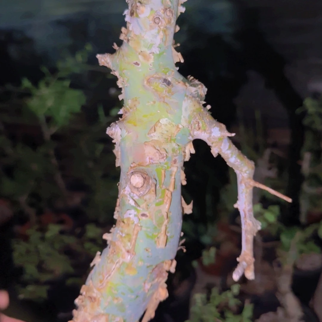 柠***啡块根植物块根植物