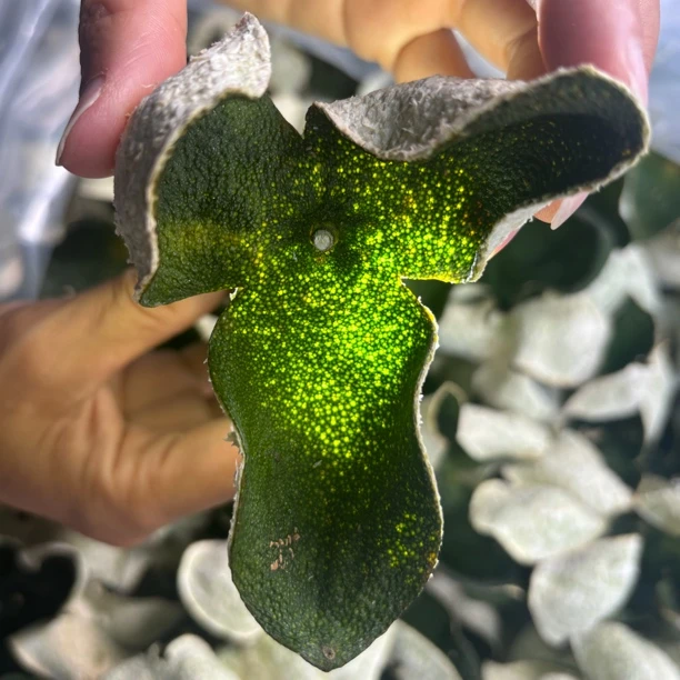 富喜膳【新会茶坑（25年青皮）】2025年今年采摘茶坑青皮