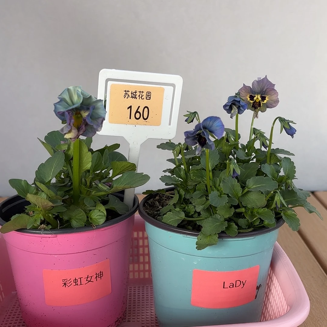 大部分开放少量花苞160