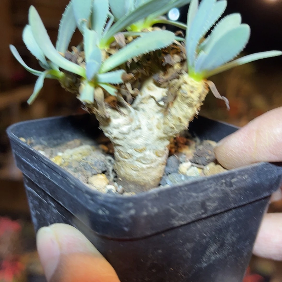 实生刨花厚敦菊块根