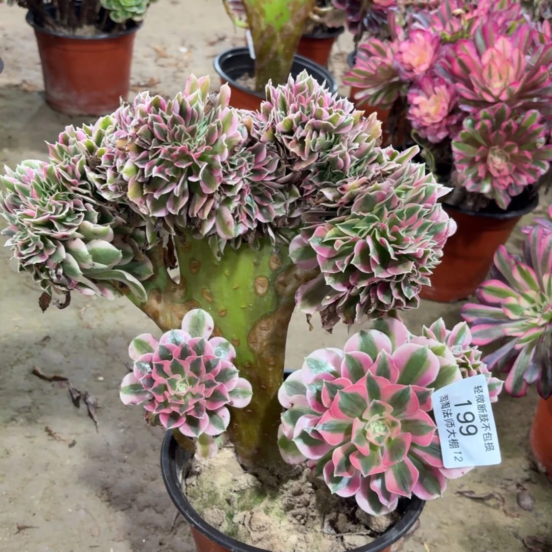 199粉女巫缀化多肉植物