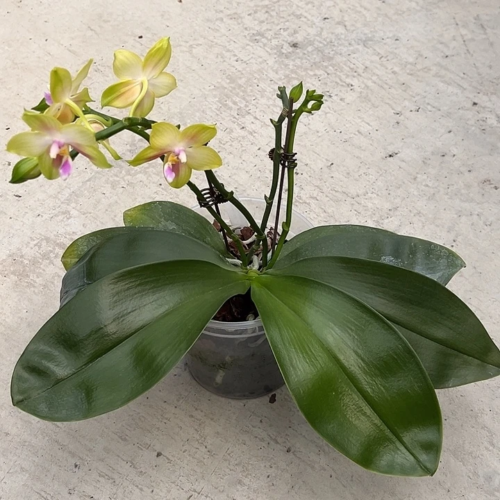 完全开放4.5寸杯快乐女王交快乐王后