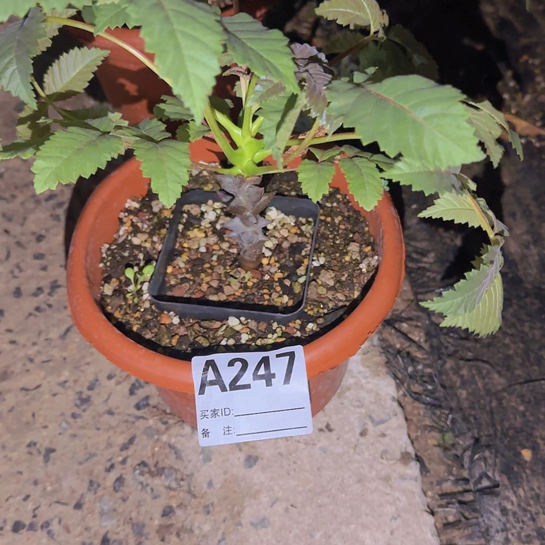 【闪购商品】?*?块根植物