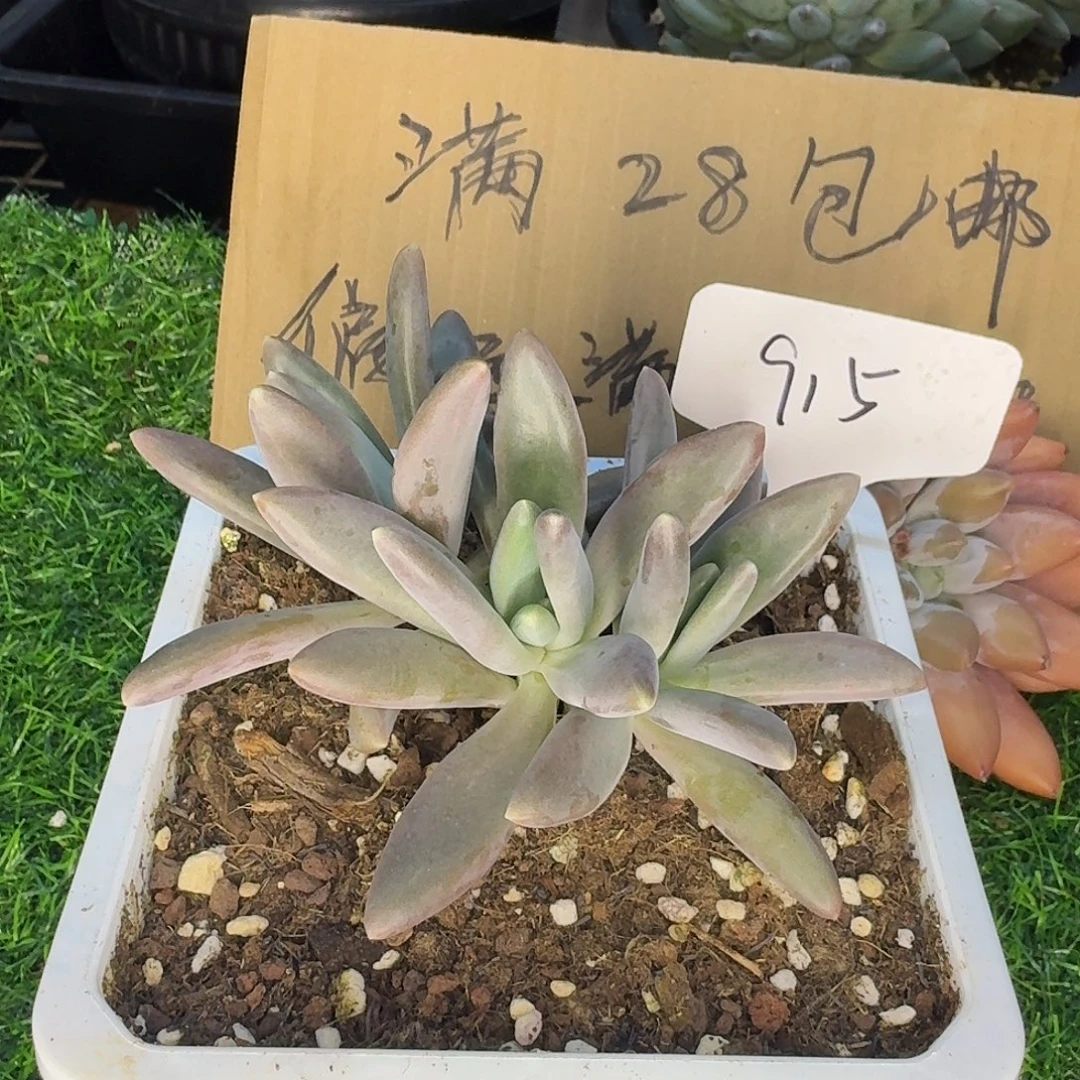 云南多肉小栈栗子星球915