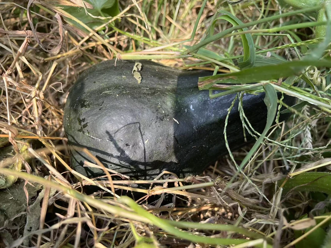 07号【新鲜瓜类】农家自种蔬菜现场称重