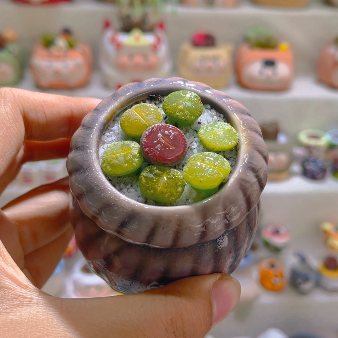 033高端多肉带盆土一套9.9